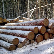 Продаем бревна лиственницы и кедра со склада в Москве